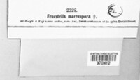 Fenestella macrospora image